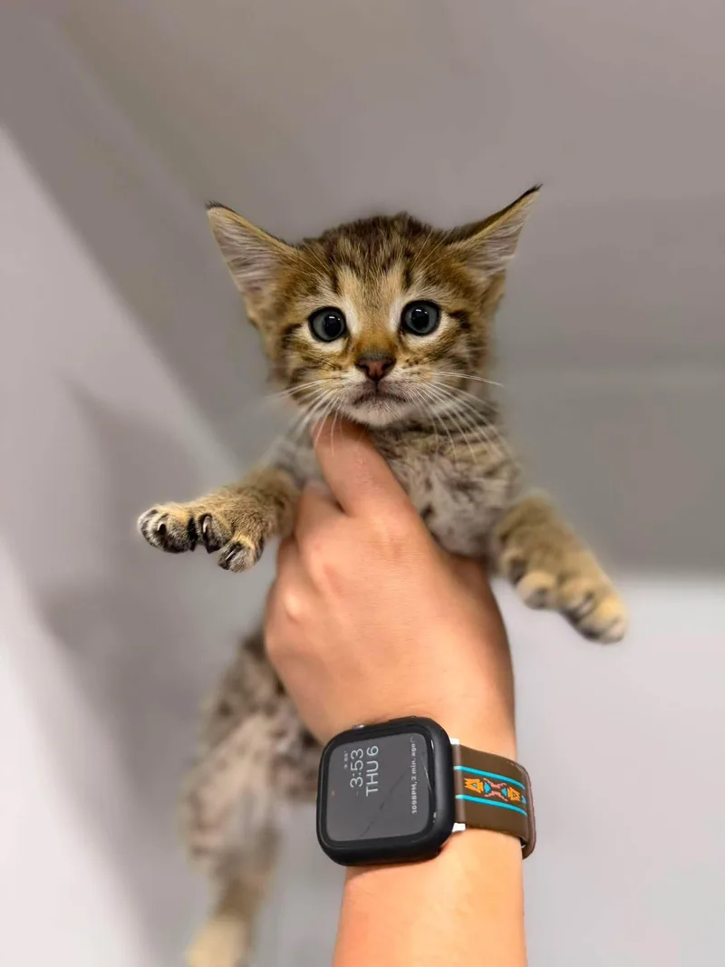 A young medium-sized male Tabby (Brown / Chocolate) Domestic Short Hair cat named Petrie for adoption in Leitchfield, KY
