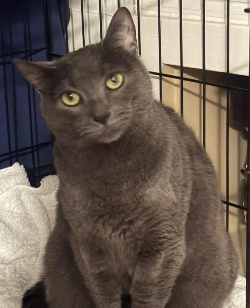 An adult medium-sized female Gray / Blue / Silver Domestic Short Hair cat named Charcoal for adoption in Milwaukee, WI