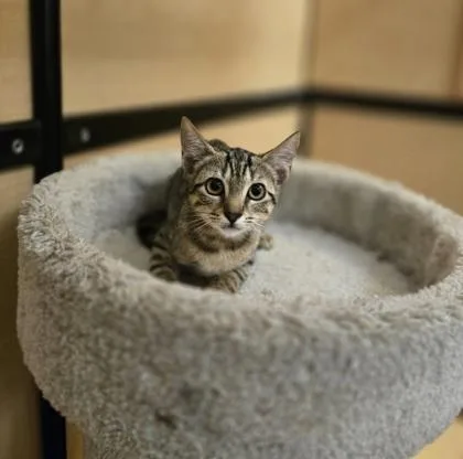 A young small-sized female Domestic Short Hair cat named a Ellie PetSmart West for adoption in North Charleston, SC