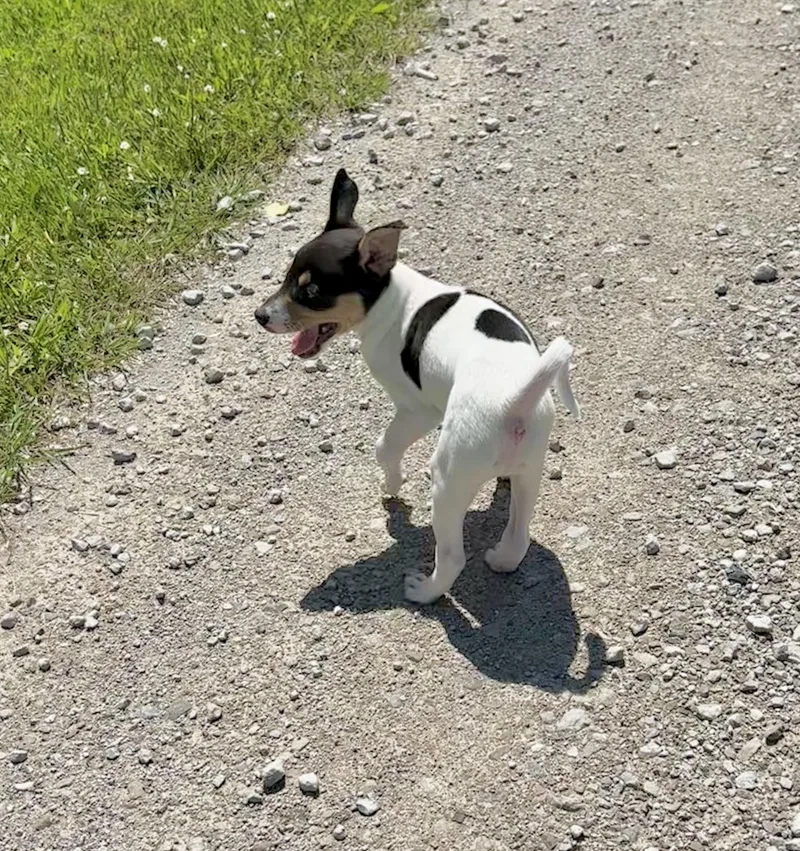 A baby small-sized male Rat Terrier dog named Franks for adoption in Armada, MI