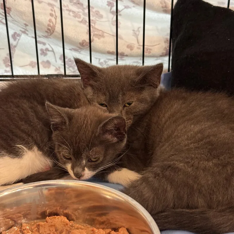 A baby small-sized female Gray / Blue / Silver Domestic Short Hair cat named Chicken Nuggie for adoption in Lynchburg, VA