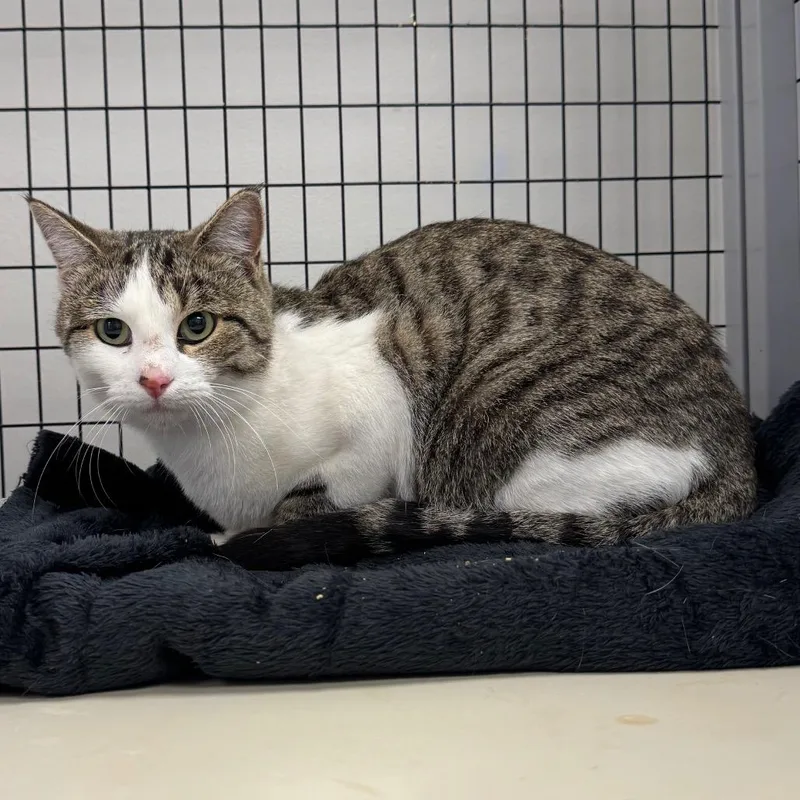 An adult medium-sized female Brown / Chocolate Domestic Short Hair cat named Maple for adoption in Columbiana, AL