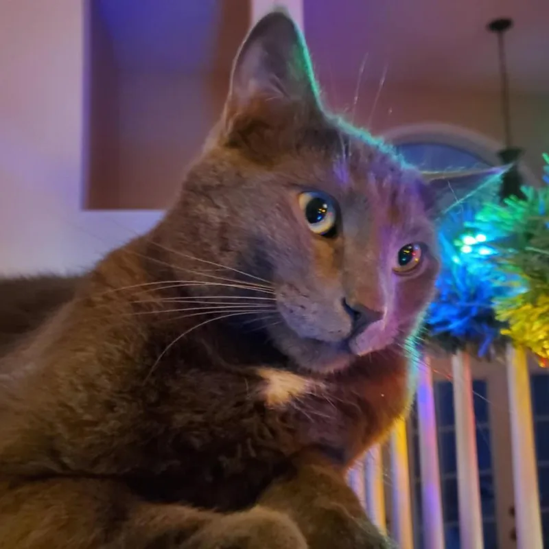 Louie thumbnail 2
