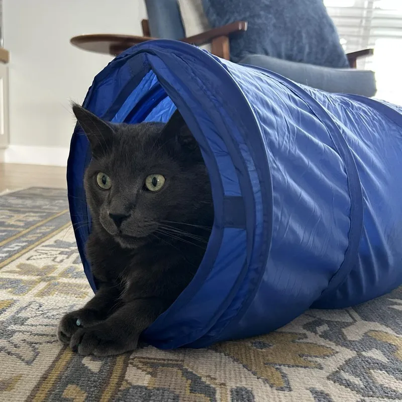 Louie thumbnail 3