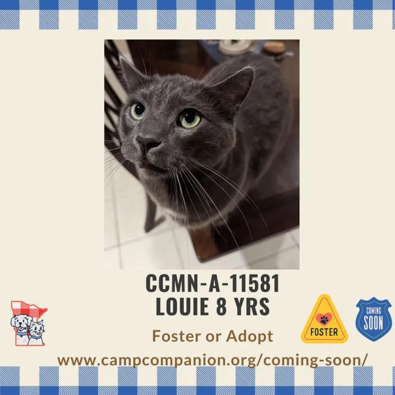 Louie thumbnail 5