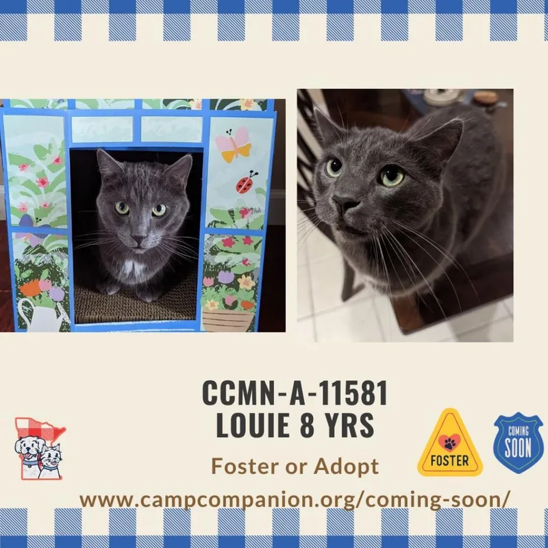 Louie thumbnail 6
