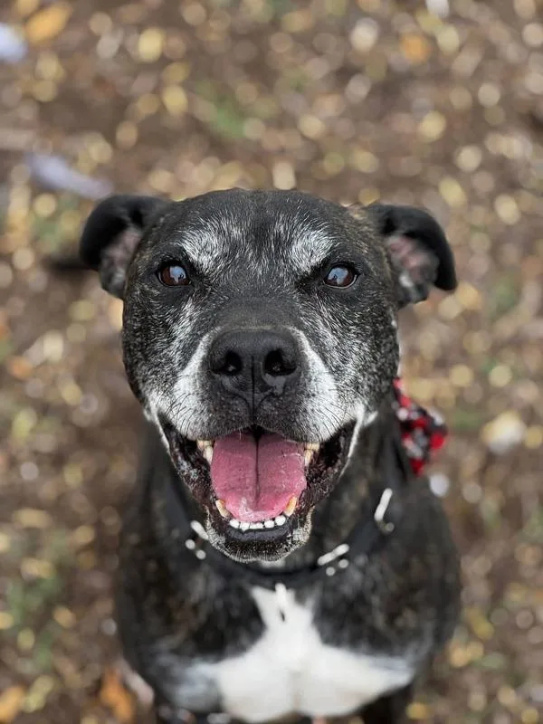 Marshall thumbnail 2