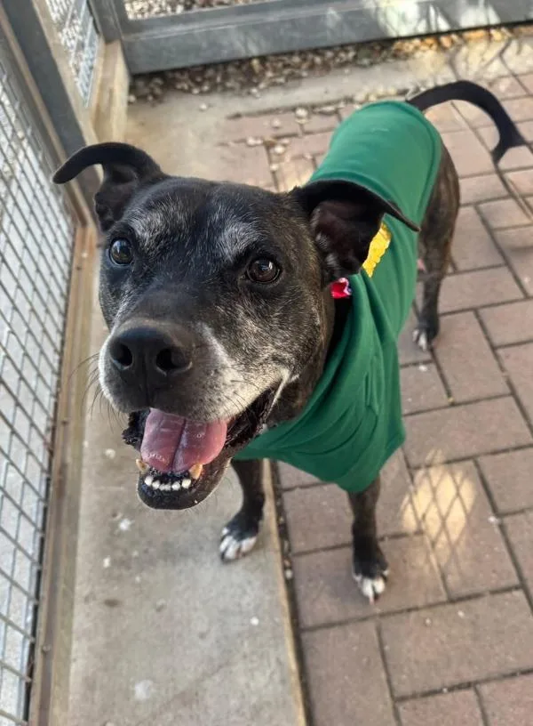 Marshall thumbnail 3