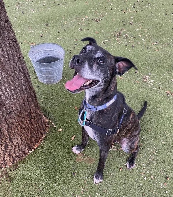 Marshall thumbnail 4