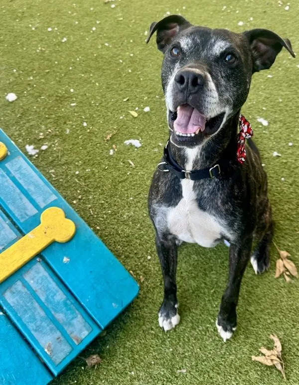 Marshall thumbnail 5