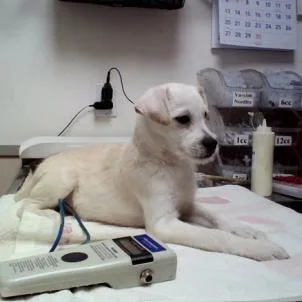 A baby small-sized male White / Cream Terrier dog named LeonardoA for adoption in San Pablo, CA