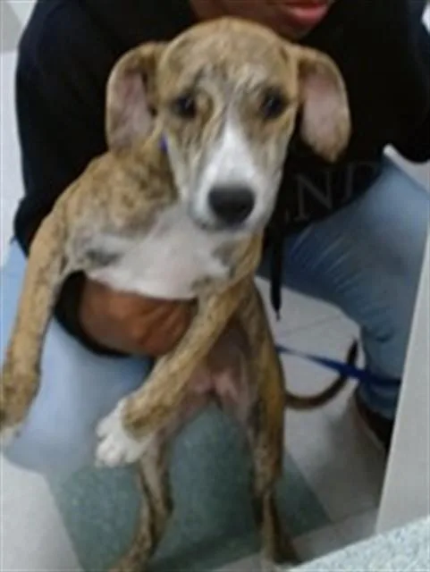 A baby small-sized female Black Mouth Cur dog named A for adoption in Oklahoma City, OK