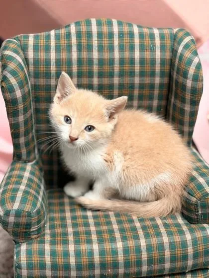 A baby small-sized female Domestic Short Hair cat named Sargento for adoption in West Chester, PA