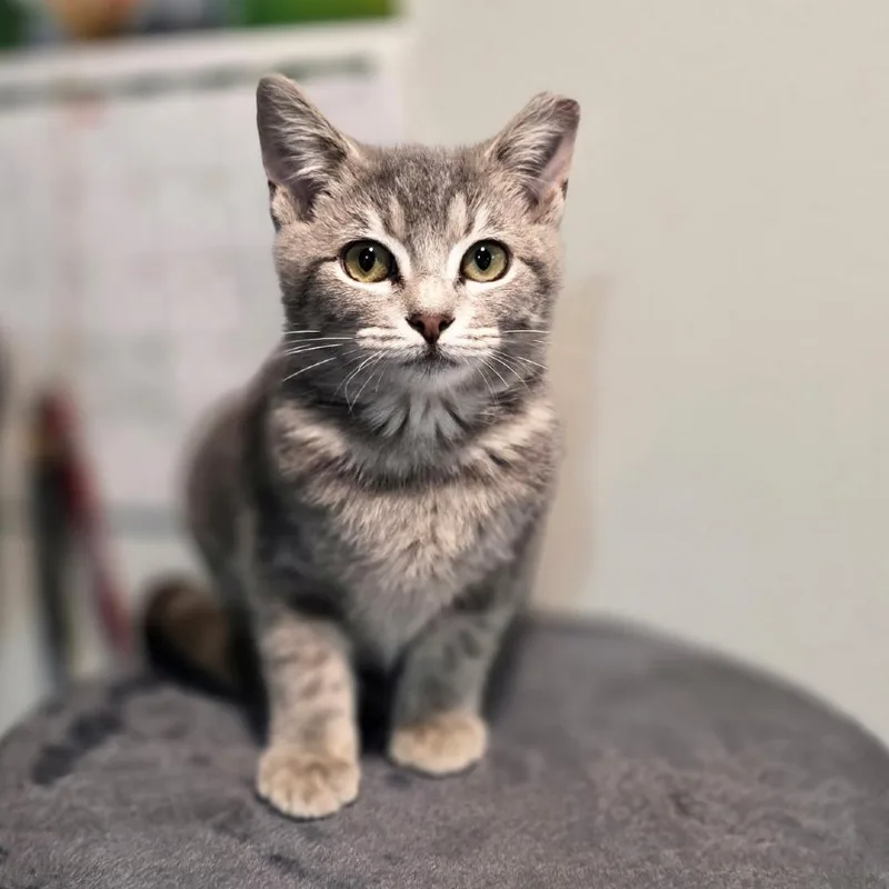 A baby small-sized female Gray / Blue / Silver Domestic Short Hair cat named Eira for adoption in Chattanooga, TN