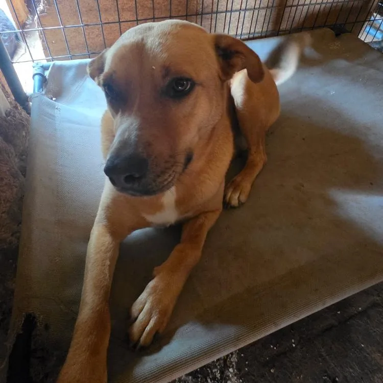 An adult medium-sized female Terrier dog named Ginger for adoption in Paradise, TX