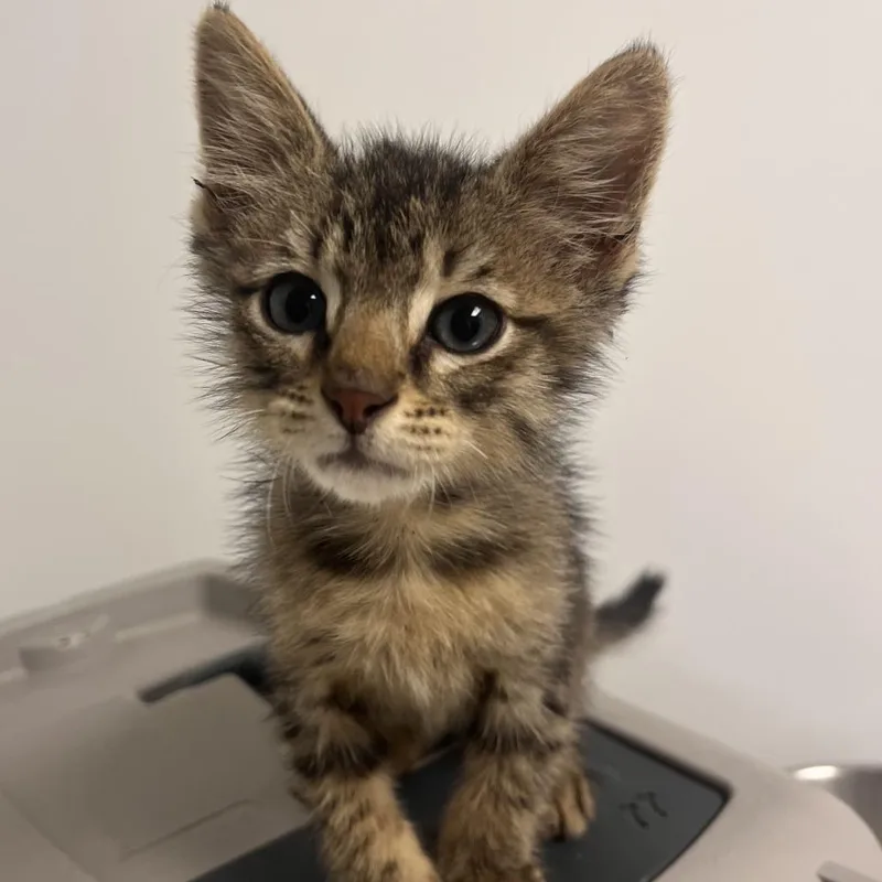 A baby small-sized male Brown / Chocolate Domestic Short Hair cat named Newton for adoption in Hattiesburg, MS