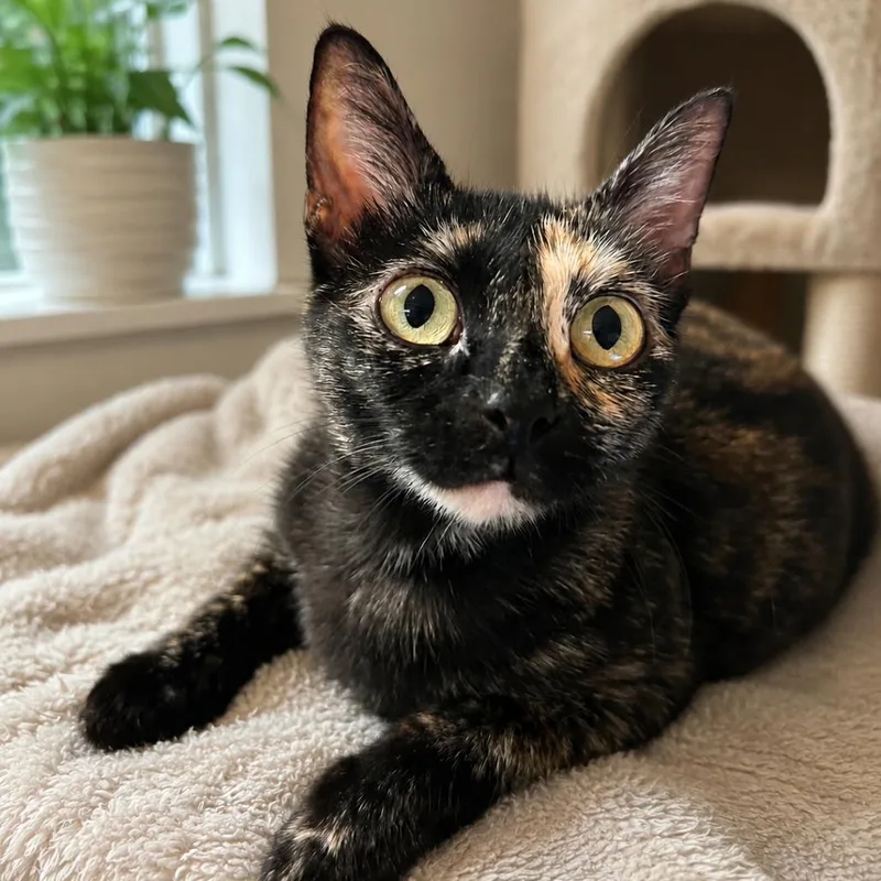 A young medium-sized female Tortoiseshell Domestic Short Hair cat named Shellee for adoption in Long Beach, CA
