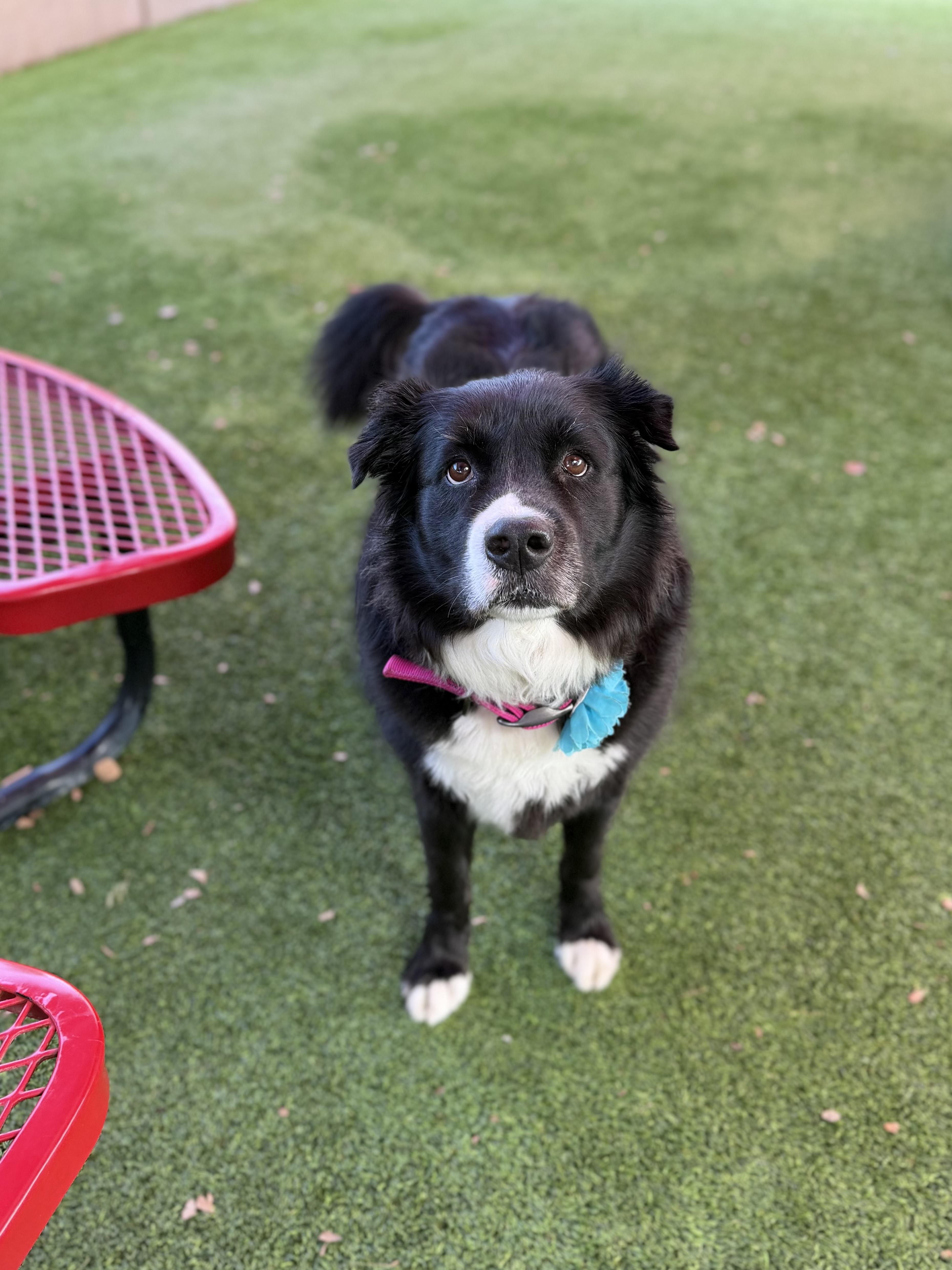 A senior large-sized female Black Border Collie dog named Minnie for adoption in Glendale, AZ