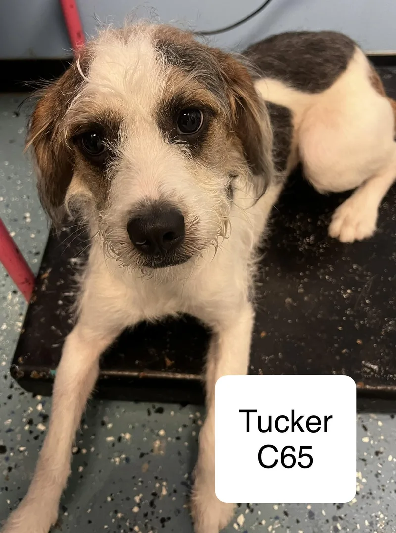Tucker