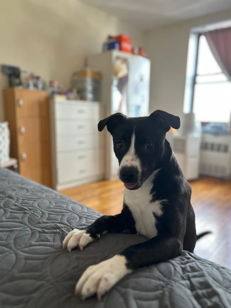 A baby medium-sized female Black Pit Bull Terrier dog named Lia for adoption in New York, NY