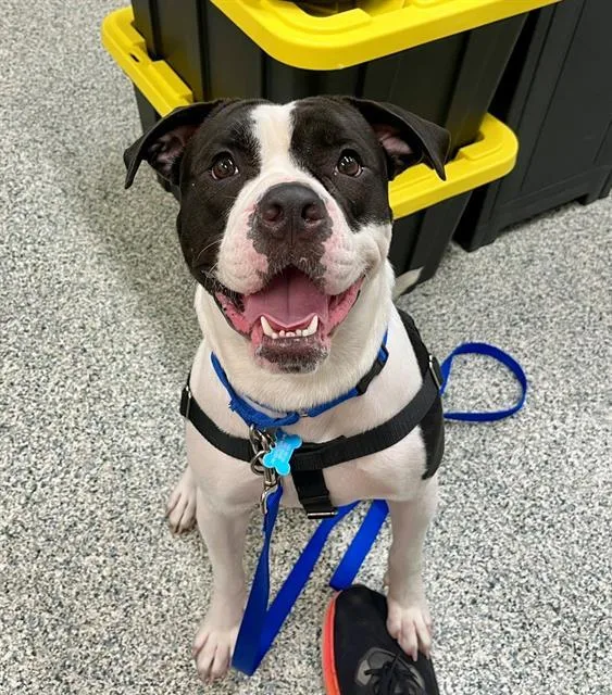 An adult large-sized male American Bulldog dog named Rooney for adoption in Boston, MA