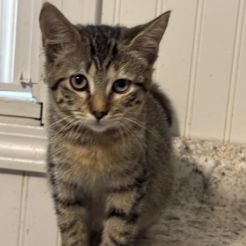 A young medium-sized female Tabby (Orange / Red) Domestic Short Hair cat named Ava for adoption in Hemingway, SC