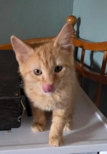 A young medium-sized male Domestic Medium Hair cat named Ferb for adoption in Phoenix, AZ