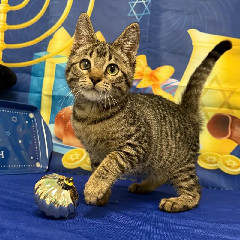 An adult medium-sized male Domestic Short Hair cat named Tazz for adoption in Lake Jackson, TX