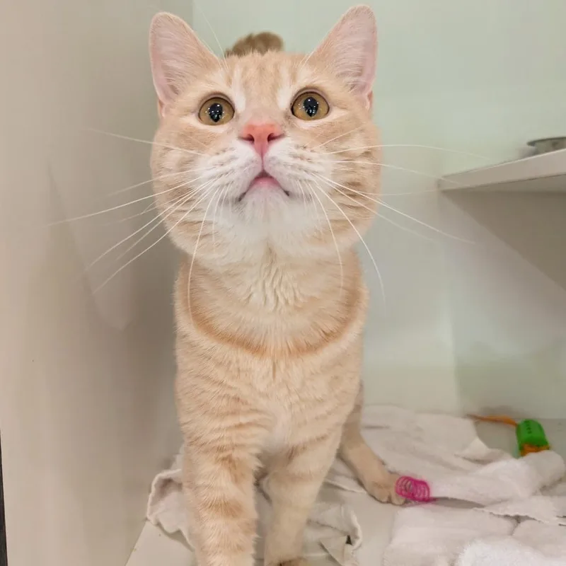 An adult large-sized male Buff / Tan / Fawn Domestic Short Hair cat named Lightning McQueen for adoption in Oak Park, IL