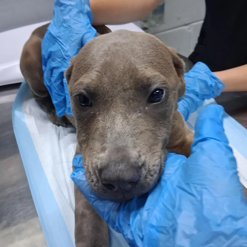 A baby medium-sized female Gray / Blue / Silver Mixed Breed dog named Arwen for adoption in Summerville, SC