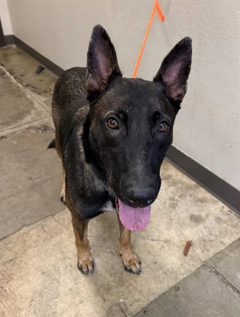 A young medium-sized female Belgian Shepherd / Malinois dog named Flower for adoption in Ontario, CA