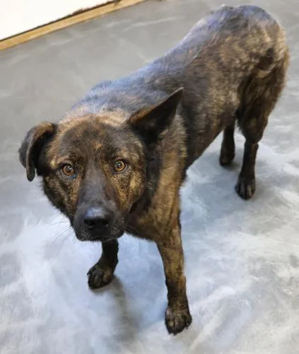 An adult large-sized male Shepherd dog named Ro for adoption in Thief River Falls, MN