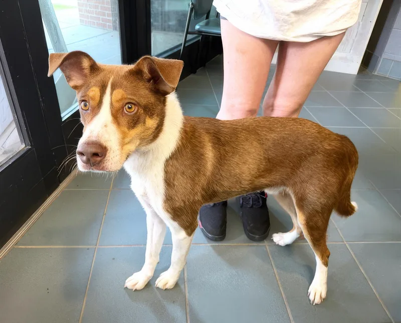 An adult medium-sized female Brown / Chocolate Mixed Breed dog named Carbonara for adoption in Nashville, TN
