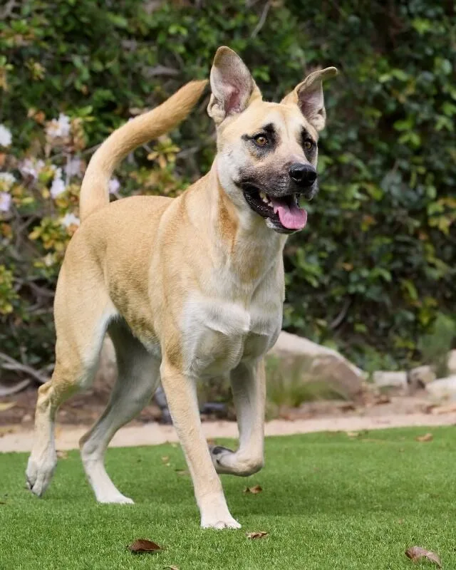 An adult medium-sized male Yellow / Tan / Blond / Fawn German Shepherd Dog dog named Kiba for adoption in Manhattan Beach, CA