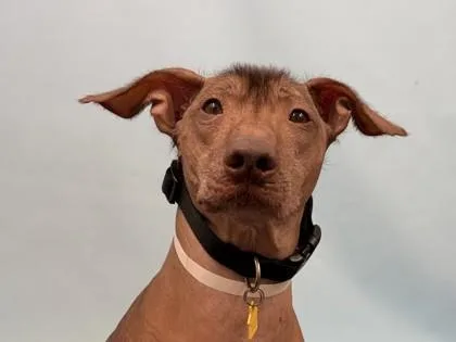 An adult large-sized male Xoloitzcuintli / Mexican Hairless dog named Benito for adoption in Golden Valley, MN