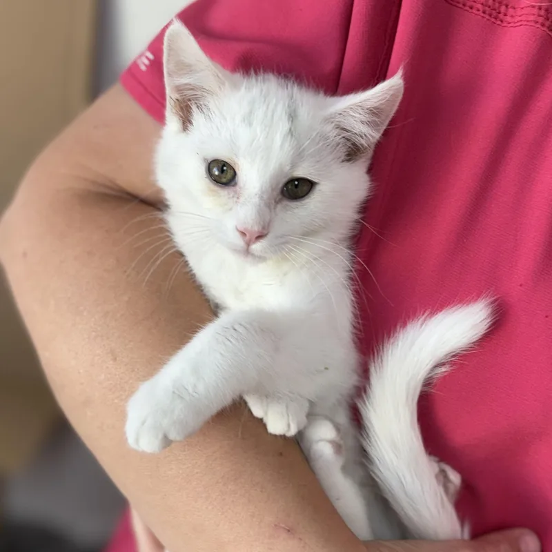 A baby medium-sized female Lilac Point American Shorthair cat named Bianca for adoption in Pasco, WA