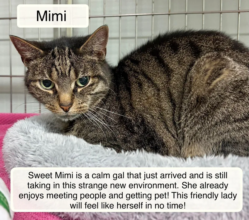 A senior medium-sized female Tabby (Brown / Chocolate) Domestic Short Hair cat named Mimi for adoption in Ellicott City, MD