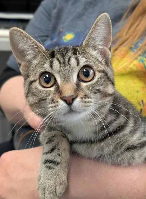 A young small-sized female Domestic Short Hair cat named Hearts for adoption in Canfield, OH