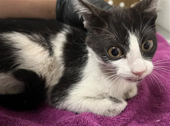 A baby small-sized female Domestic Short Hair cat named Croquembouche for adoption in Camarillo, CA