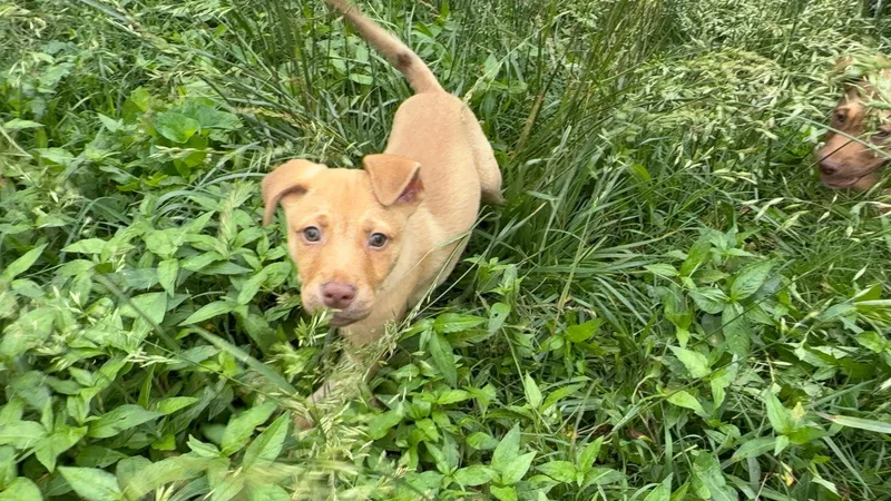 A baby medium-sized male Labrador Retriever dog named Cashew for adoption in Nashville, TN