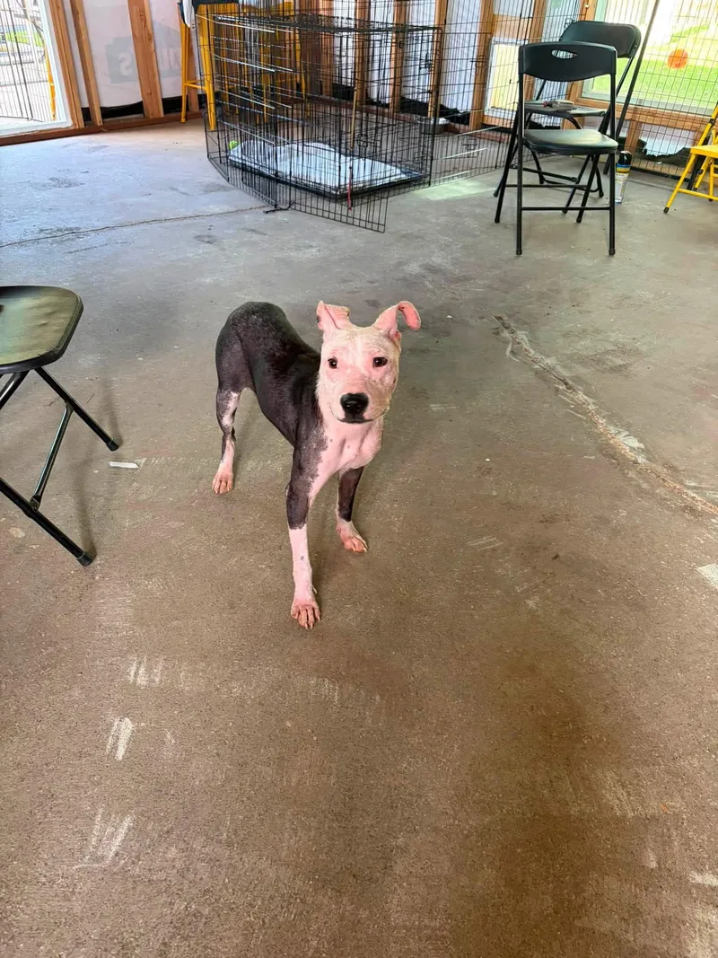 A baby medium-sized female American Staffordshire Terrier dog named Janie for adoption in San Diego, CA