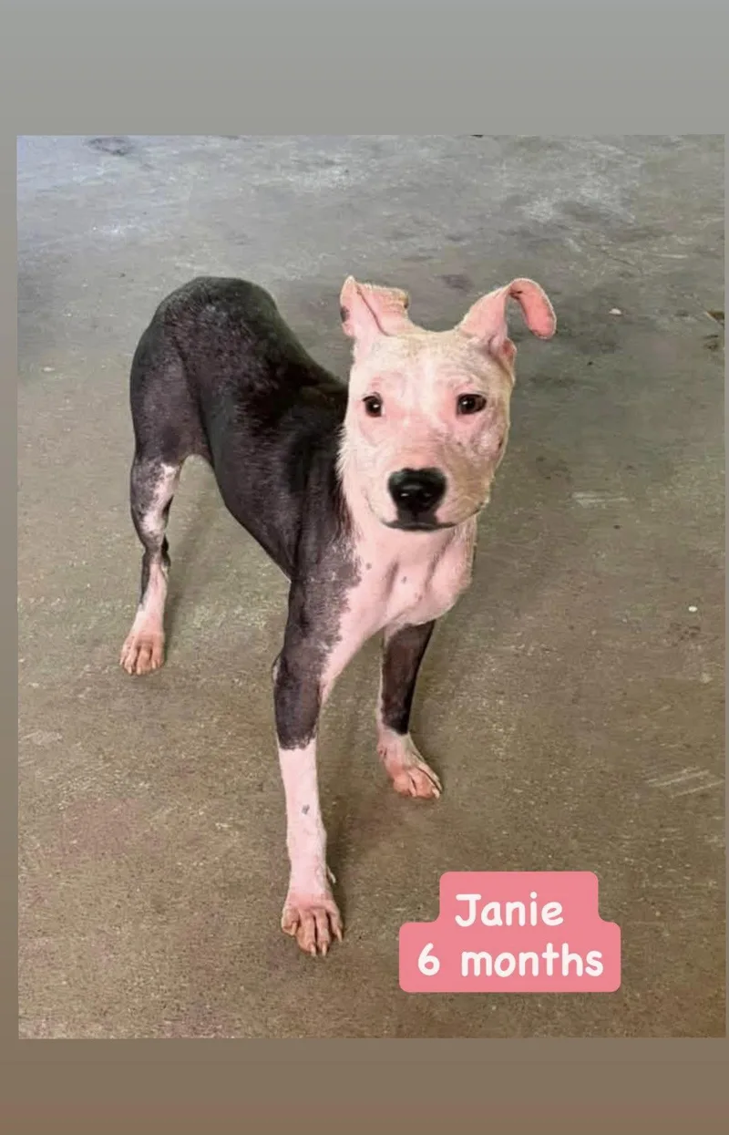 Janie thumbnail 3