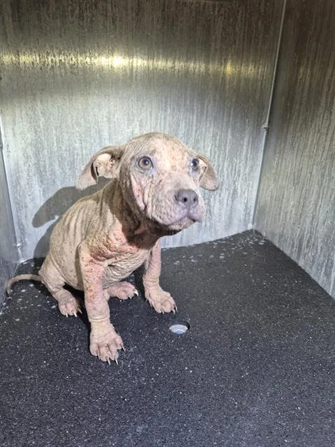 A young small-sized male American Staffordshire Terrier dog named Boo Berry for adoption in San Antonio, TX