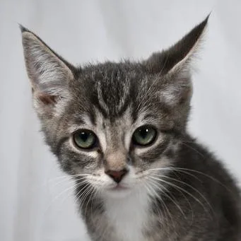 A baby small-sized female Gray / Blue / Silver Domestic Short Hair cat named Luna for adoption in Johnson City, TN