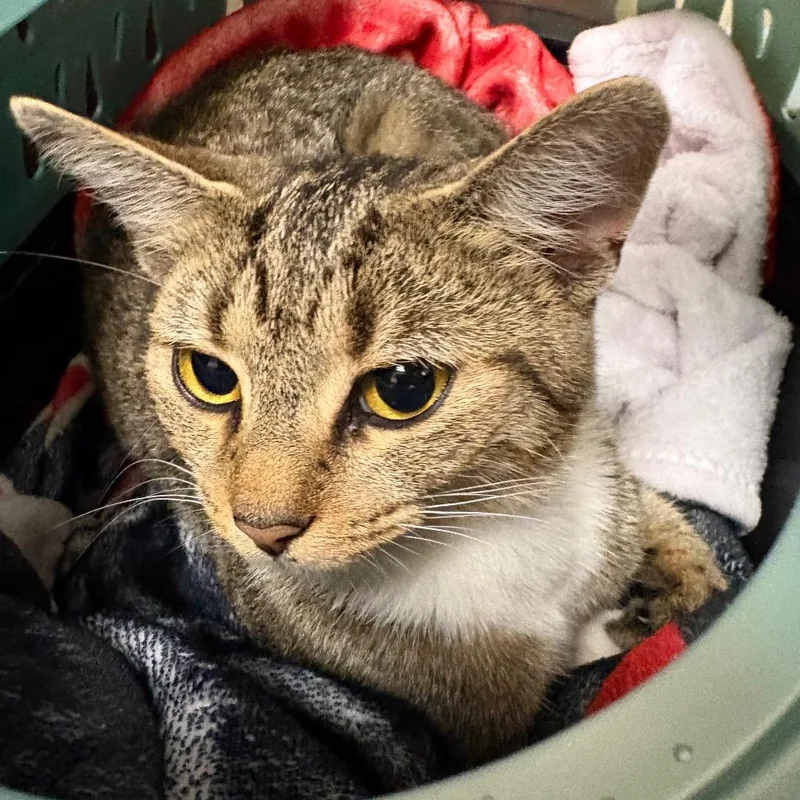 An adult medium-sized female Brown / Chocolate American Shorthair cat named Miss Piggly Wiggly for adoption in Huntington, WV