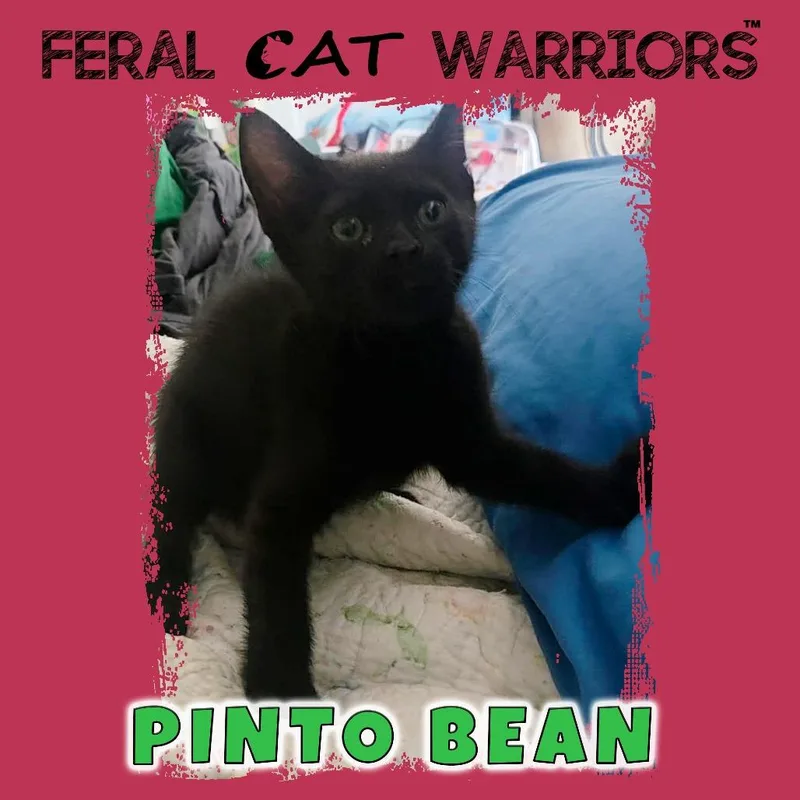 Pinto Bean