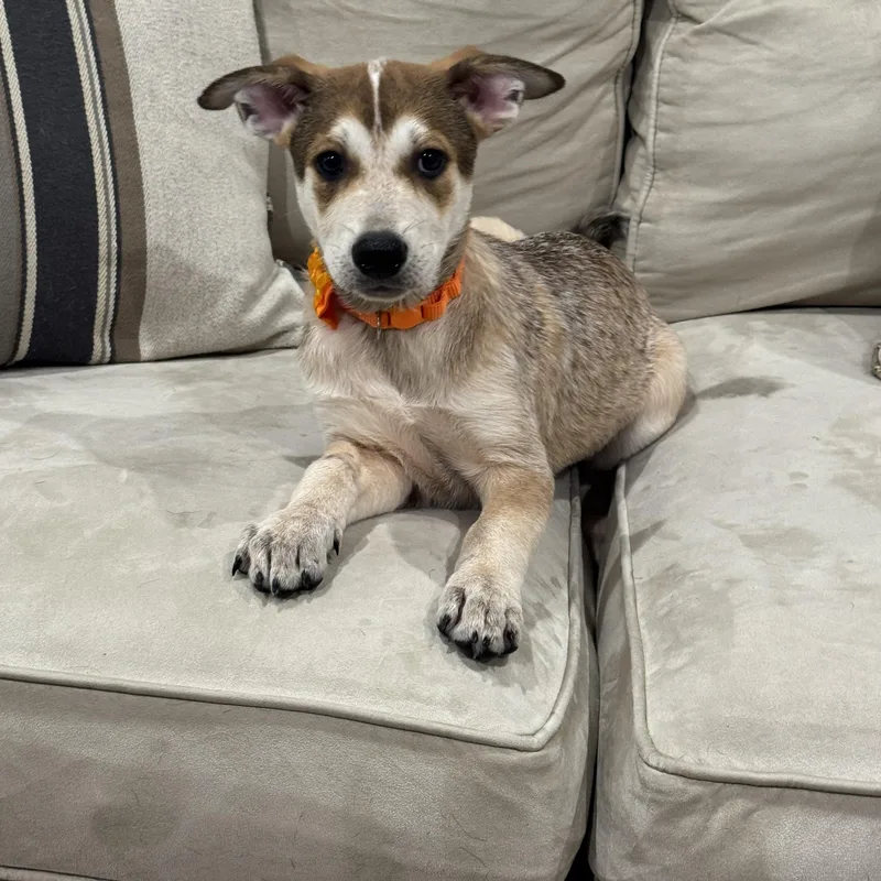 A young medium-sized female Apricot / Beige Australian Cattle Dog / Blue Heeler dog named Dolly for adoption in Cypress, TX