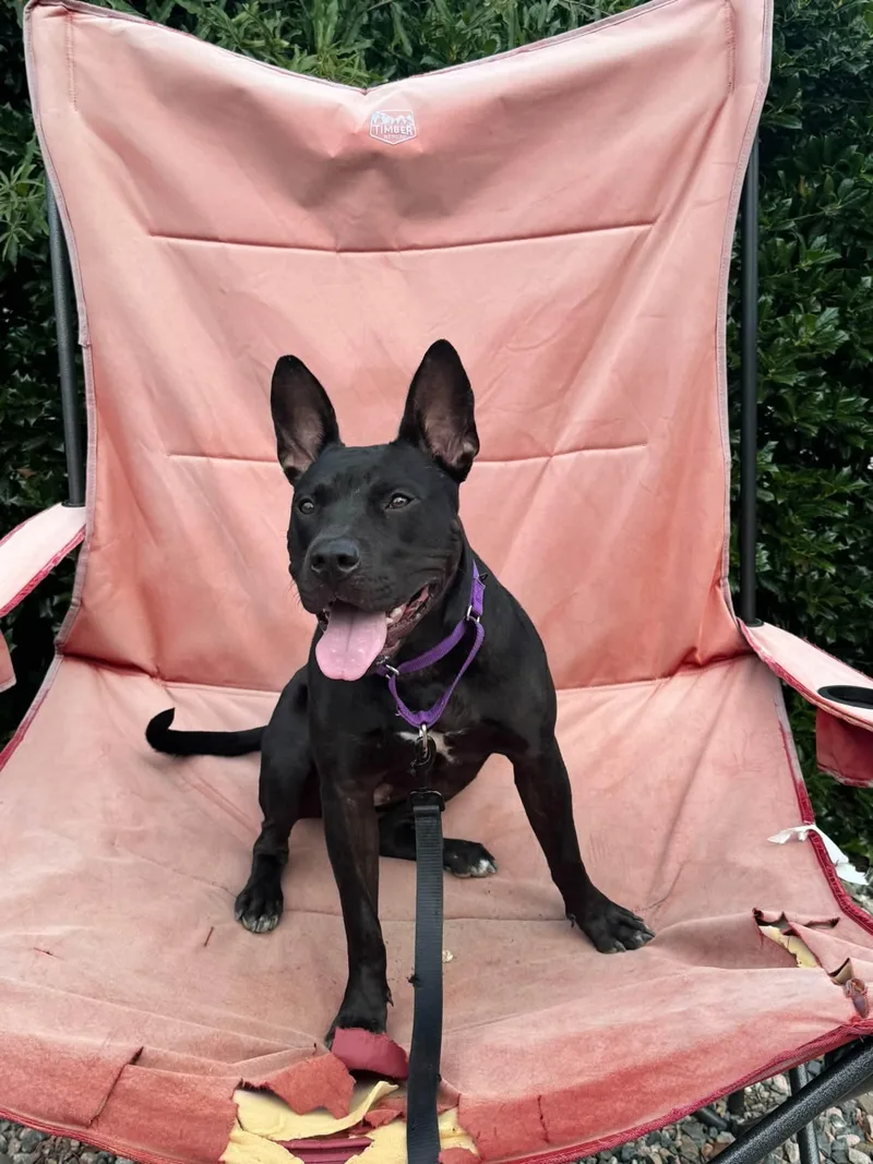 An adult small-sized female Terrier dog named Kenya for adoption in Holly Springs, NC