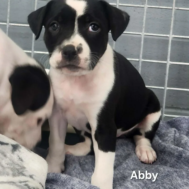 Abby