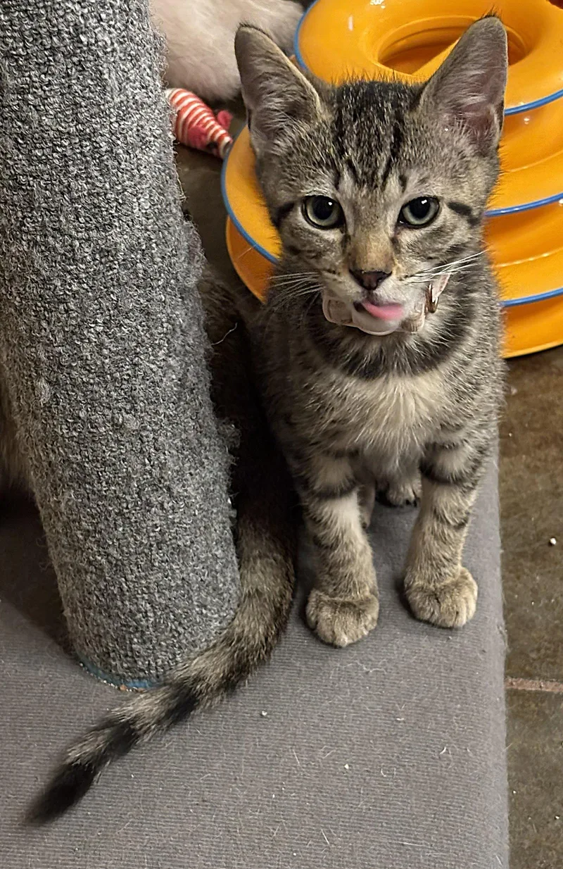 A baby medium-sized male Brown / Chocolate Domestic Short Hair cat named Basil for adoption in Oviedo, FL